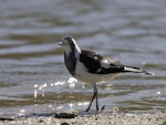 Magpie-lark. Adult female. Melbourne. Image © Sonja Ross by Sonja Ross.