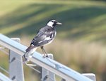 Magpie-lark. Adult male. Olympic Park, New South Wales, Australia, October 2014. Image © Alan Tennyson by Alan Tennyson.