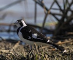 Magpie-lark. Adult female. Melbourne. Image © Sonja Ross by Sonja Ross.