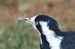 Magpie-lark. Adult female with grasshopper. Canberra, Australia., February 2016. Image © RM by RM.