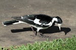 Magpie-lark. Adult female. Cairns area, September 2010. Image © Dick Porter by Dick Porter.