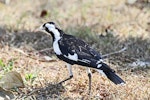 Magpie-lark. Adult female. Darwin area, July 2012. Image © Dick Porter by Dick Porter.