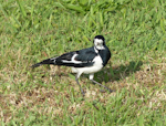 Magpie-lark. Adult female. Olympic Park, New South Wales, Australia, October 2014. Image © Alan Tennyson by Alan Tennyson.