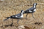 Magpie-lark. Adult pair, male on right. Darwin area, July 2012. Image © Dick Porter by Dick Porter.