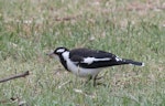 Magpie-lark. Immature bird with insect. Melbourne, November 2015. Image © Sonja Ross by Sonja Ross.