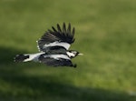 Magpie-lark. Adult male in flight. Garden Island, South Australia, May 2015. Image © Craig Greer by Craig Greer.