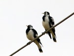 Magpie-lark. A pair perched on powerline, male on left. Chinchilla, Queensland, Australia, April 2013. Image © Joke Baars by Joke Baars.