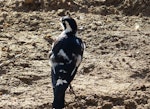 Magpie-lark. Adult female. South of Brisbane River mouth, Queensland, Australia, July 2015. Image © Heather Smithers by Heather Smithers.