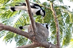 Magpie-lark. Adult pair at nest (female on nest). Cairns area, Australia, September 2010. Image © Dick Porter by Dick Porter.