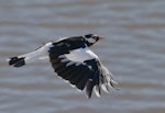 Magpie-lark. Adult male in flight. Kambah, Australian Capital Territory, January 2017. Image © Glenn Pure 2017 birdlifephotography.org.au by Glenn Pure.