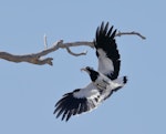 Magpie-lark. Adult male in flight, carrying prey. Kambah, Australian Capital Territory, January 2017. Image © Glenn Pure 2017 birdlifephotography.org.au by Glenn Pure.