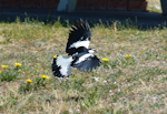 Magpie-lark. Adult male. Harrington, New South Wales, Australia, October 2014. Image © Alan Tennyson by Alan Tennyson.