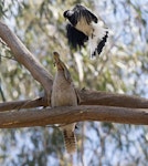 Magpie-lark. Adult male attacking a laughing kookaburra which has a blue-tongued lizard in its bill. Melbourne, November 2015. Image © Sonja Ross by Sonja Ross.