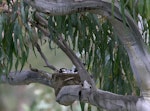 Magpie-lark. Male on nest. Melbourne. Image © Sonja Ross by Sonja Ross.