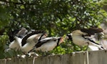 Magpie-lark. Young birds being fed by adult female. Melbourne, January 2017. Image © Sonja Ross by Sonja Ross.