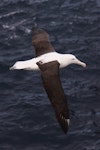 Northern royal albatross | Toroa. Dorsal view of adult in flight. Forty Fours, Chatham Islands, December 2009. Image © Mark Fraser by Mark Fraser.