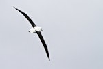 Northern royal albatross | Toroa. Rear dorsal view of adult in flight. Otago Peninsula, December 2010. Image © Raewyn Adams by Raewyn Adams.