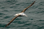 Northern royal albatross | Toroa. Front dorsal view of adult in flight. Taiaroa Head, March 2007. Image © Craig McKenzie by Craig McKenzie.