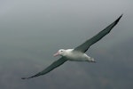 Northern royal albatross | Toroa. Adult in flight showing underwing. Taiaroa Head, August 2012. Image © Craig McKenzie by Craig McKenzie.