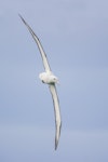 Northern royal albatross | Toroa. Adult in flight showing wingspan. Near Taiaroa Head, July 2020. Image © Oscar Thomas by Oscar Thomas.