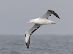 Northern royal albatross | Toroa. Adult in flight. Kaikoura pelagic, April 2023. Image © Glenn Pure by Glenn Pure.