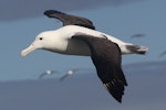 Northern royal albatross | Toroa. Side view of adult in flight. Forty Fours, Chatham Islands, December 2009. Image © Mark Fraser by Mark Fraser.