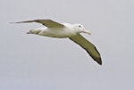 Northern royal albatross | Toroa. Adult in flight showing underwing. Otago Peninsula, December 2010. Image © Raewyn Adams by Raewyn Adams.