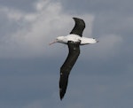 Northern royal albatross | Toroa. Dorsal view of juvenile in flight. At sea off Wollongong, New South Wales, Australia, August 2005. Image © Brook Whylie by Brook Whylie.