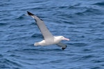 Northern royal albatross | Toroa. Adult in flight. Cook Strait, January 2014. Image © Alexander Viduetsky by Alexander Viduetsky.