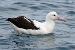 Northern royal albatross | Toroa. Adult on water. Kaikoura pelagic, May 2009. Image © Duncan Watson by Duncan Watson.