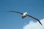 Northern royal albatross | Toroa. Ventral view of adult in flight showing leading edges. Little Sister Island, Chatham Islands, November 1994. Image © Department of Conservation by Christopher Robertson.