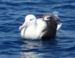 Northern royal albatross | Toroa. Adult. Hauraki Gulf, February 2015. Image © Alan Tennyson by Alan Tennyson.