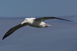 Northern royal albatross | Toroa. Adult in flight showing leading edges of wings. Forty Fours, Chatham Islands, December 2009. Image © Mark Fraser by Mark Fraser.