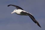 Northern royal albatross | Toroa. Partial dorsal view of adult in flight. Forty Fours, Chatham Islands, December 2009. Image © Mark Fraser by Mark Fraser.