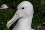 Northern royal albatross | Toroa. Close view of adult head. Forty Fours, Chatham Islands, December 2009. Image © Mark Fraser by Mark Fraser.