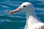 Northern royal albatross | Toroa. Close view of head. Kaikoura pelagic, January 2015. Image © Silvia Giombi by Silvia Giombi.