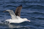 Northern royal albatross | Toroa. Adult taking off. Near Taiaroa Head, June 2020. Image © Oscar Thomas by Oscar Thomas.