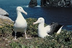 Northern royal albatross | Toroa. Adult pair at nest. Little Sister Island, Chatham Islands, November 1993. Image © Department of Conservation by Rod Morris.