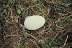 Northern royal albatross | Toroa. Egg in nest. Little Sister Island, Chatham Islands, November 1973. Image © Department of Conservation ( image ref: 10047089 ) by Rod Morris.