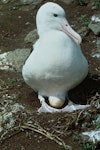 Northern royal albatross | Toroa. Adult on egg in nest. Little Sister Island, Chatham Islands, February 1995. Image © Department of Conservation ( image ref: 10024809 ) by Chris Robertson.