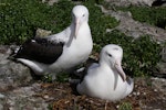 Northern royal albatross | Toroa. Pair of adults at a nest with egg. Forty Fours, Chatham Islands, December 2009. Image © Mark Fraser by Mark Fraser.