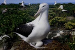 Northern royal albatross | Toroa. Adult on nest with egg. Forty Fours, Chatham Islands, December 2009. Image © Mark Fraser by Mark Fraser.