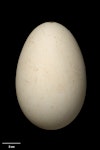 Northern royal albatross | Toroa. Egg 121.7 x 79.9 mm (NMNZ OR.018484, collected by Christopher Robertson). Middle Sister Island, Chatham Islands, November 1974. Image © Te Papa by Jean-Claude Stahl.