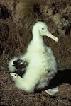 Northern royal albatross | Toroa. Chick. Taiaroa Head, Otago Peninsula, August 1976. Image © Department of Conservation ( image ref: 10038142 ) by Rod Morris.