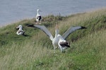 Northern royal albatross | Toroa. Adult male displaying. Taiaroa Head, Otago Peninsula, October 1969. Image © Department of Conservation ( image ref: 10028293 ) by Alan Wright.