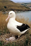 Northern royal albatross | Toroa. Adult and chick. Twin Rock, Taiaroa Head, February 1969. Image © Department of Conservation ( image ref: 10028289 ) by Alan Wright.