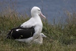 Northern royal albatross | Toroa. Adult with chick in nest. Taiaroa Head, February 2022. Image © Oscar Thomas by Oscar Thomas.