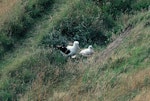 Northern royal albatross | Toroa. Adult with chick c.30 days old. Taiaroa Head, February 1983. Image © Alan Tennyson by Alan Tennyson.