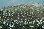 Northern royal albatross | Toroa. Colony . Little Sister Island, Chatham Islands, November 1994. Image © Department of Conservation ( image ref: 10025689 ) by Chris Robertson.