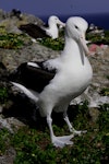 Northern royal albatross | Toroa. Adult guarding a potential nest site. Forty Fours, Chatham Islands, December 2009. Image © Mark Fraser by Mark Fraser.